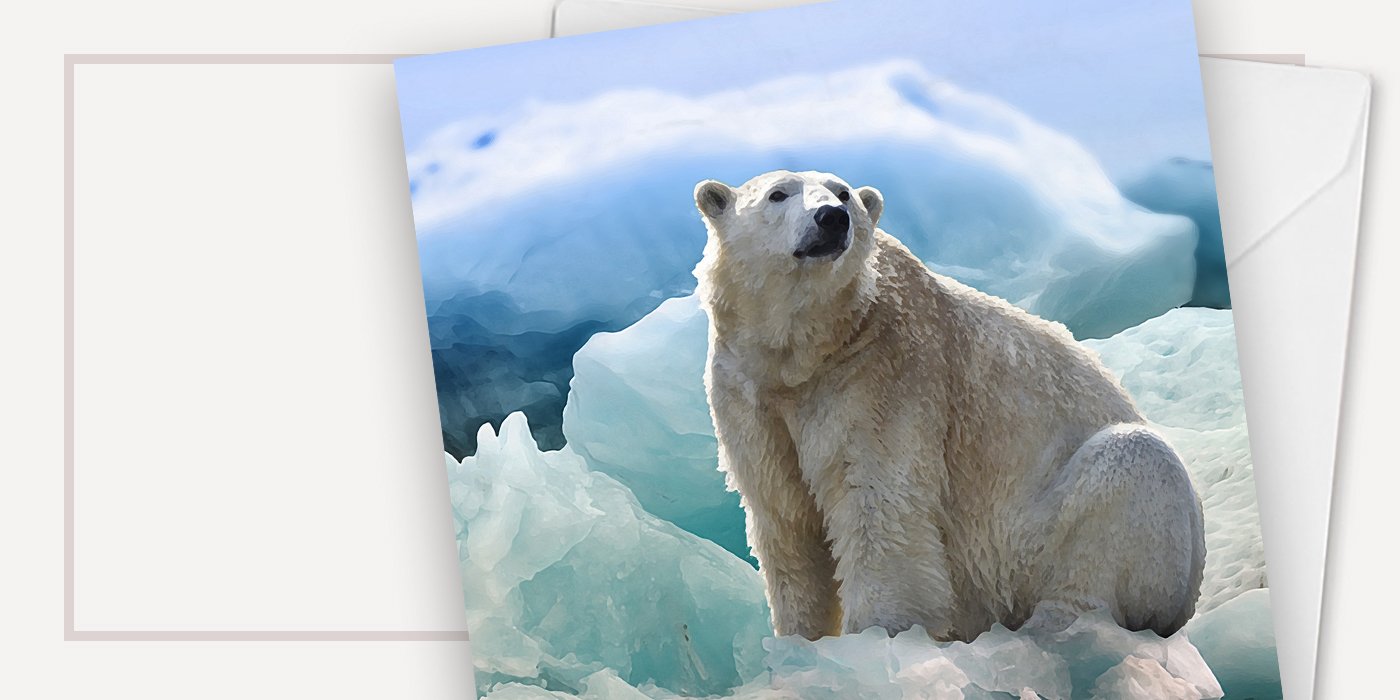 Polar Bear Company Christmas Cards