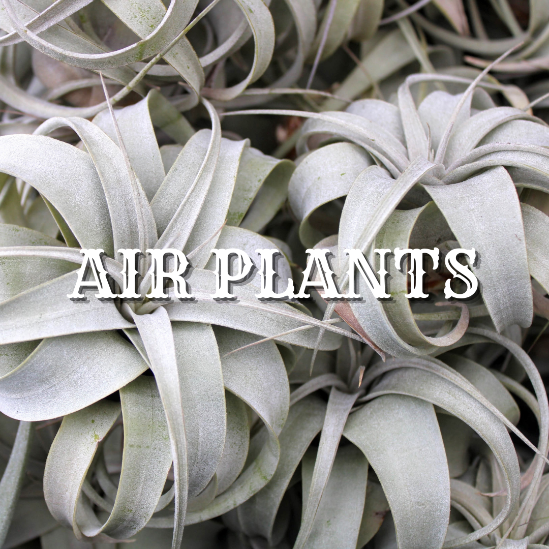 AIR PLANTS