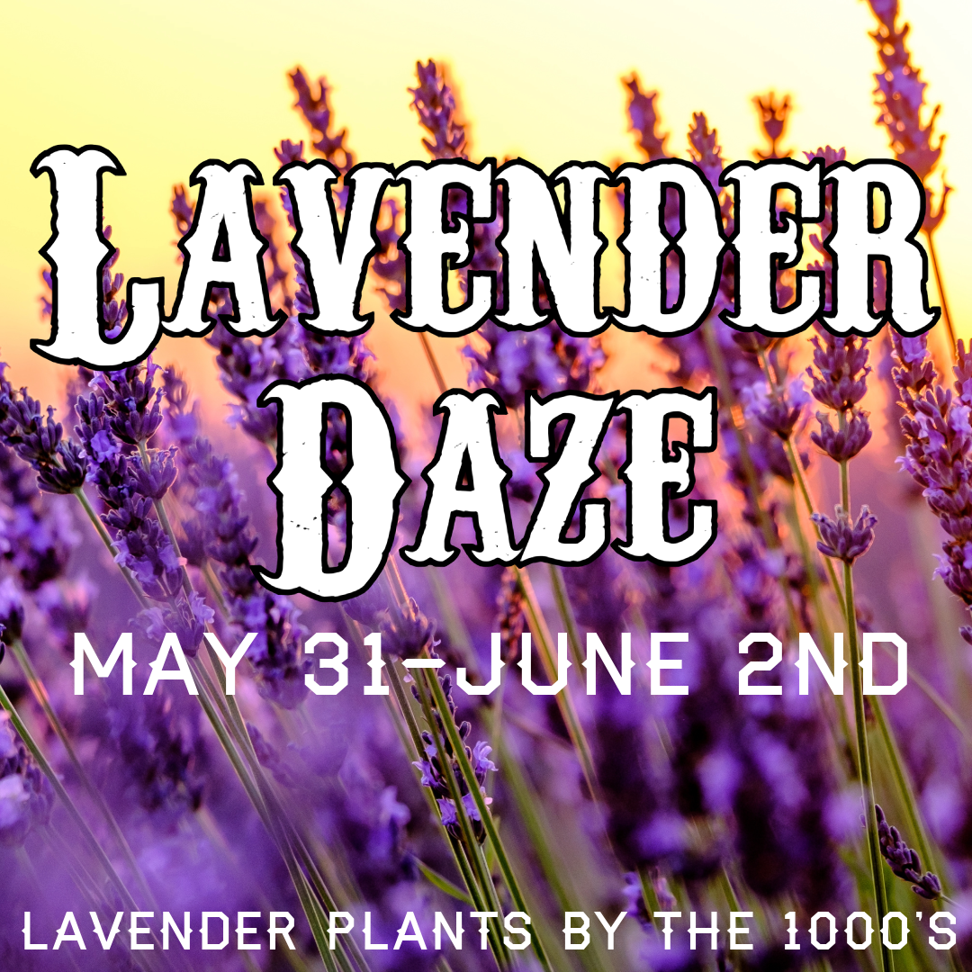 Lavender Daze Wide (1)