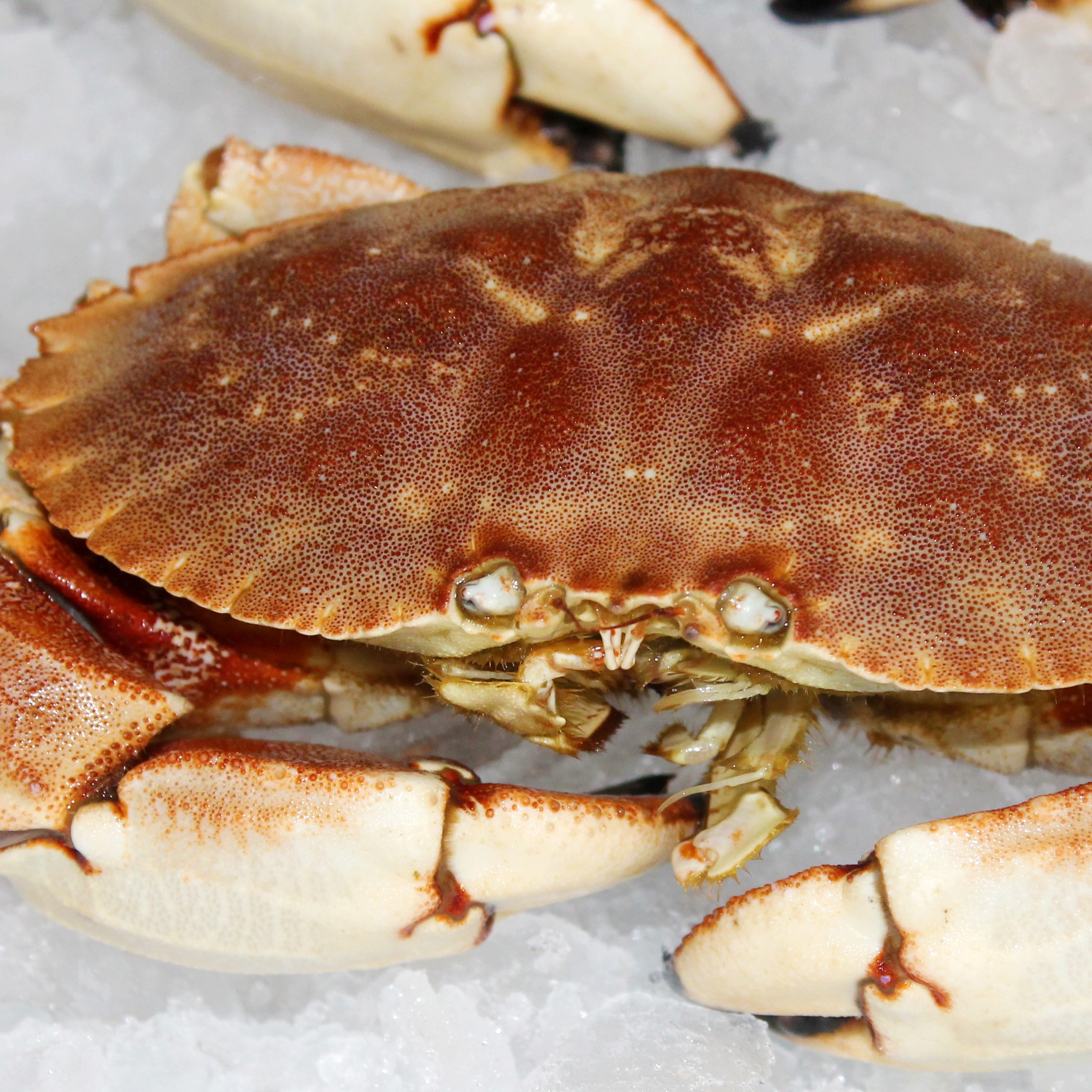 Crab Recipes – Fisherman's Market Seafood Outlet