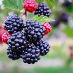 Blackberries