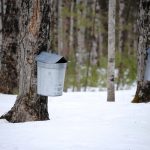 Bins collecting maple sap