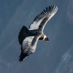 Andean condor