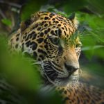 Jaguar - Panthera onca  wild cat species, the only extant member of Panthera native to the Americas, Southwestern United States and Mexico across Central America to Paraguay, Argentina
