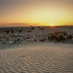 Daybreak and loading the camels