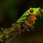 Costa Rica, Tree Frog