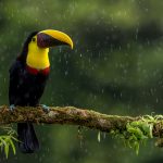 Costa Rica, Tucan, Rain