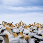 South Africa, Cape Gannets