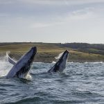 Humpback Whale Breaching water,South Africa, Downton Distillery, Spirit of Adenture