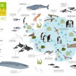 Map of flora, fauna, antarctic