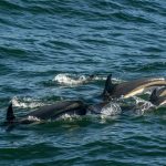 atlantic white sided dolphins in cape cod whale watching tour Leucopleurus acutus