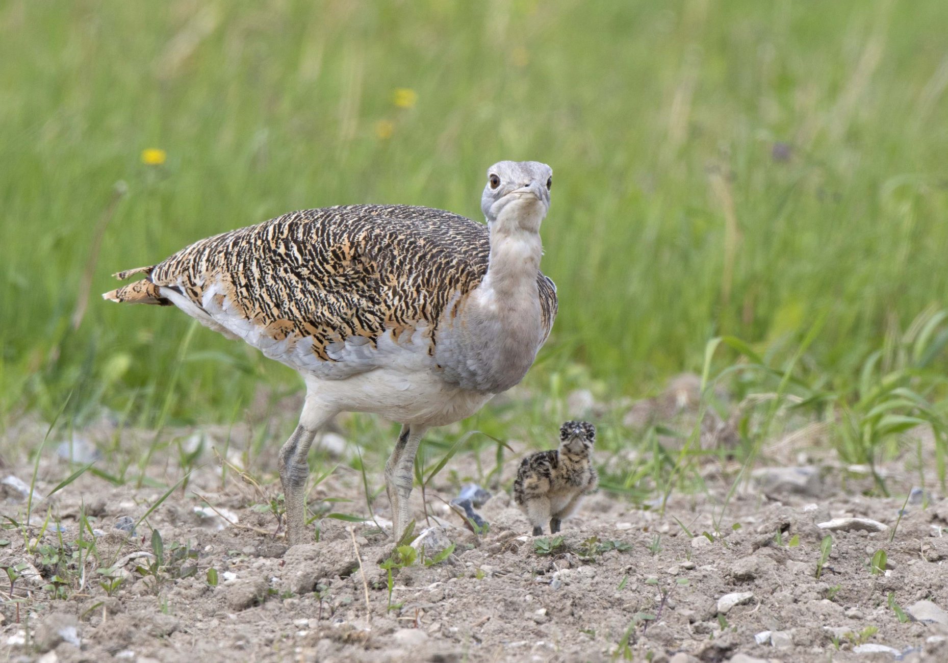 Hatchling with mum on Salisbury Plain