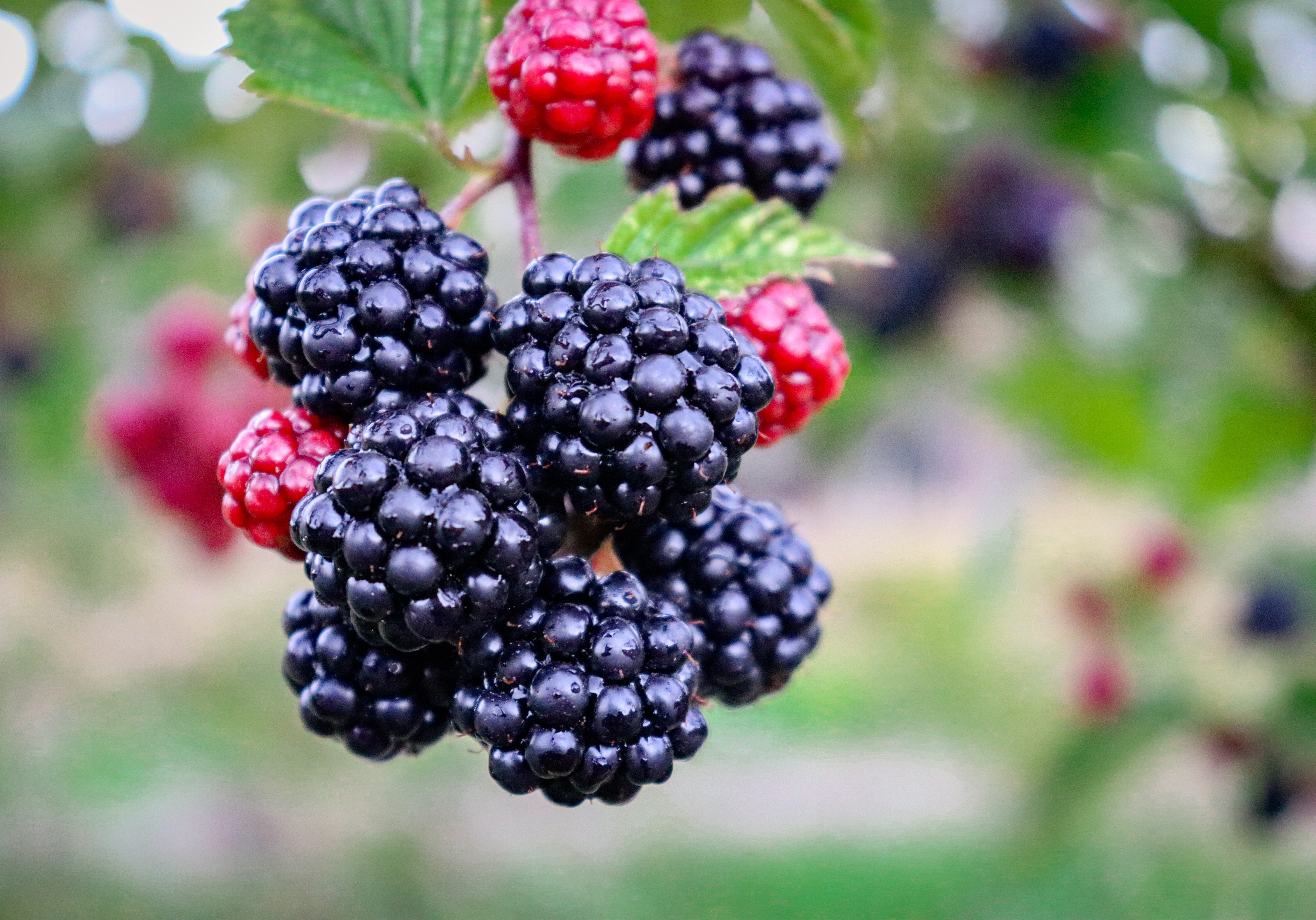 Blackberry, fruit, vermouth, wiltshire downton