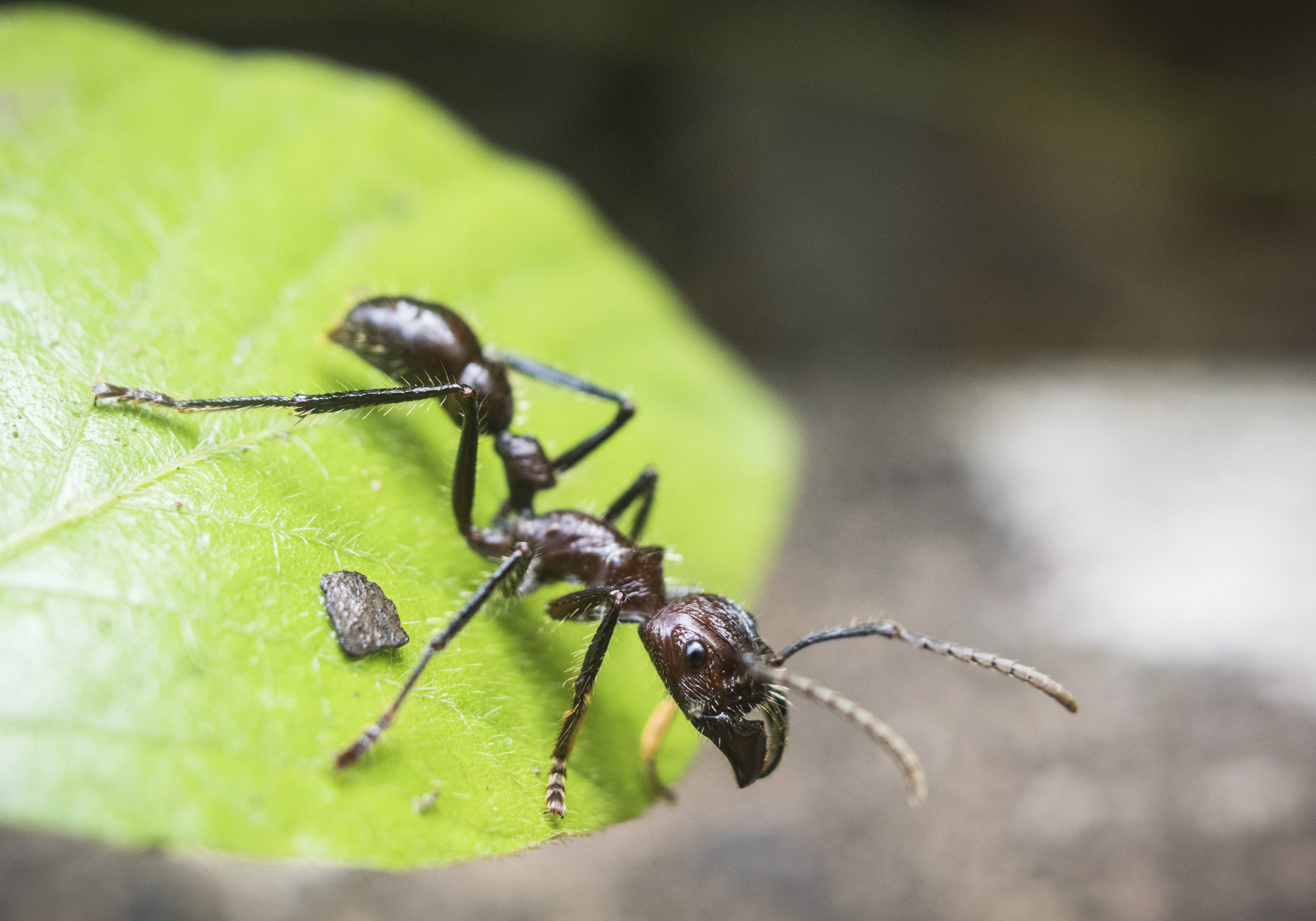 Ant;Bullet Ant;Guyana;Amazon