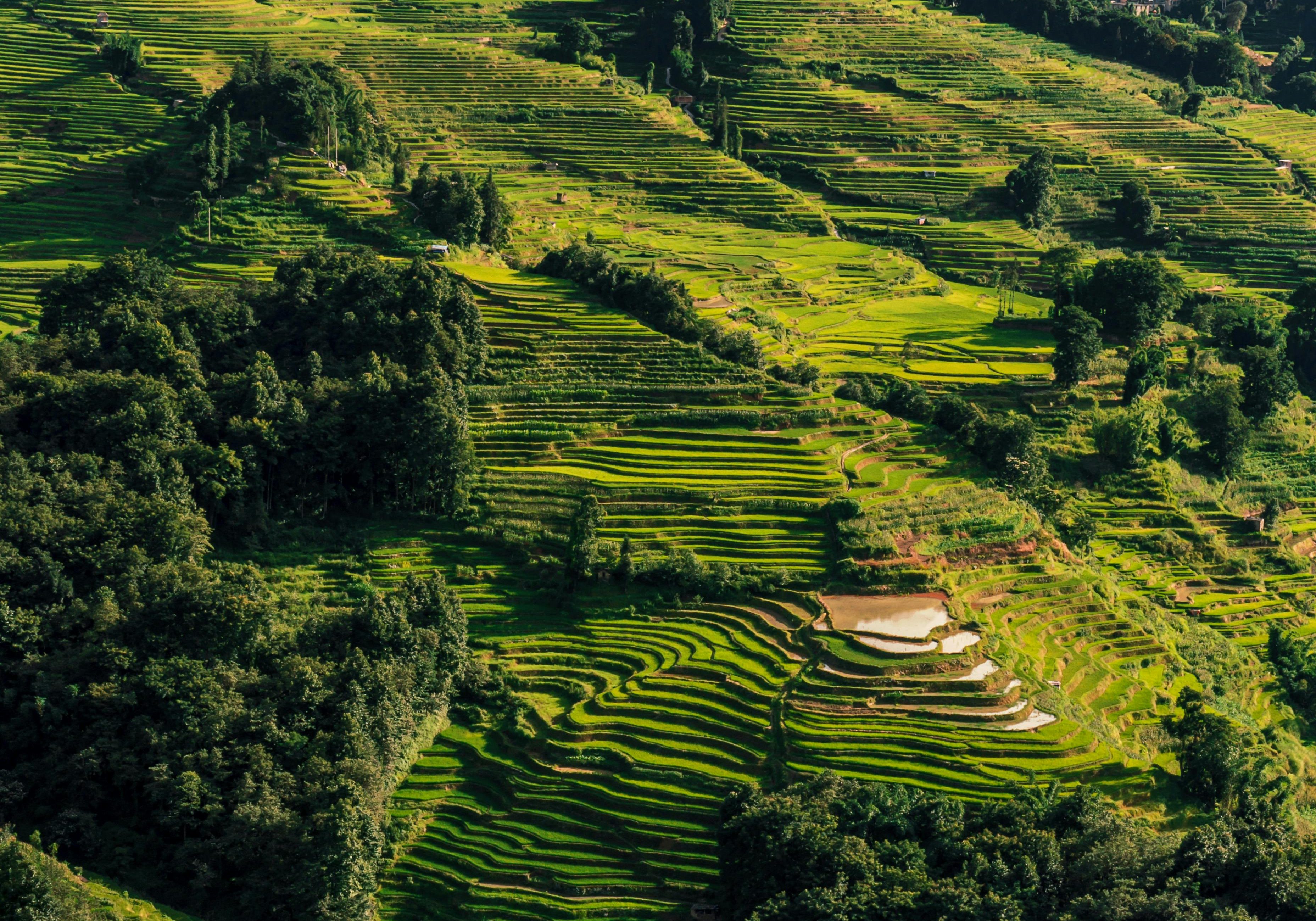 China, Yuanyang, Rice Fields