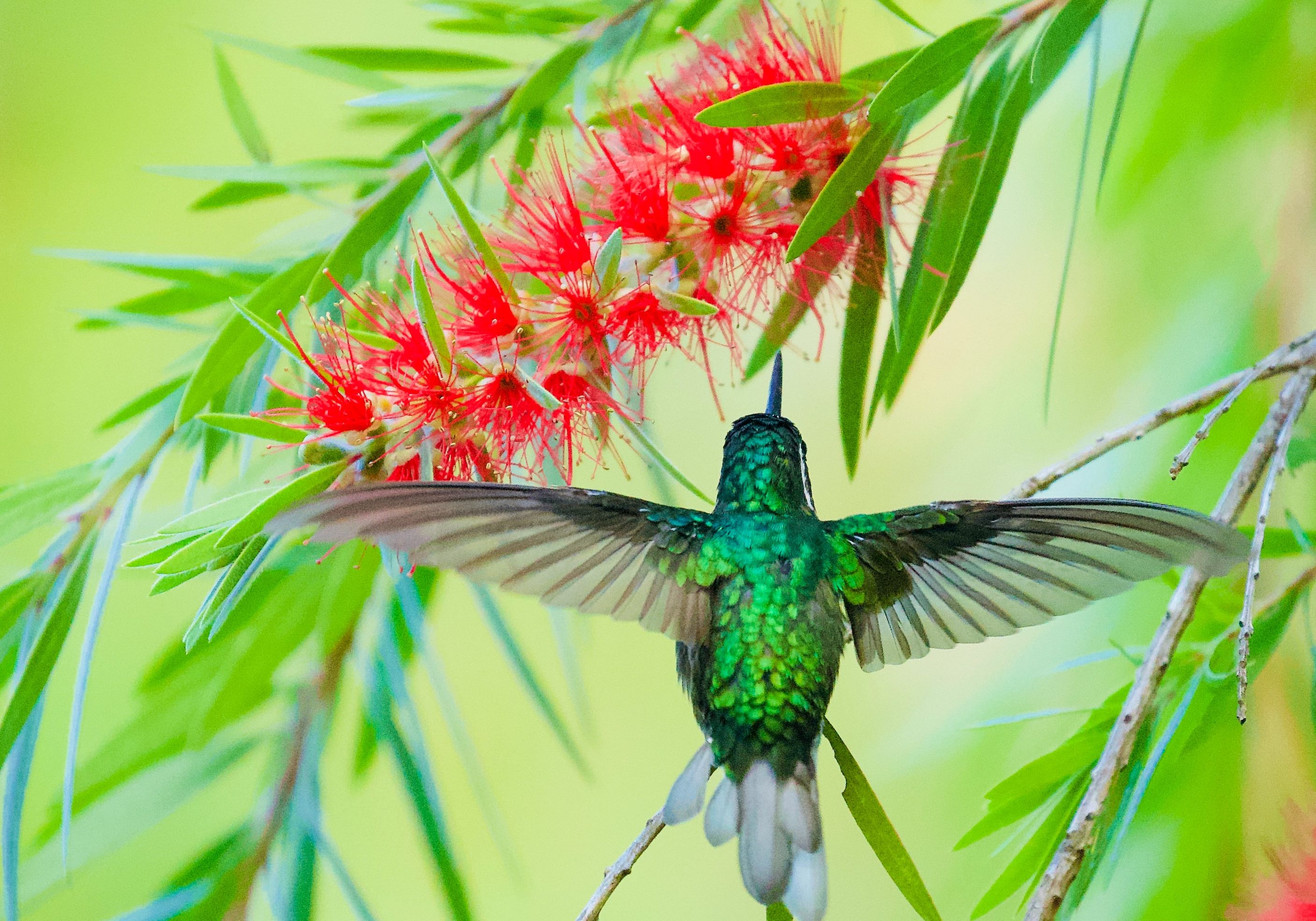 Costa Rica, Humming Bird, Jungle