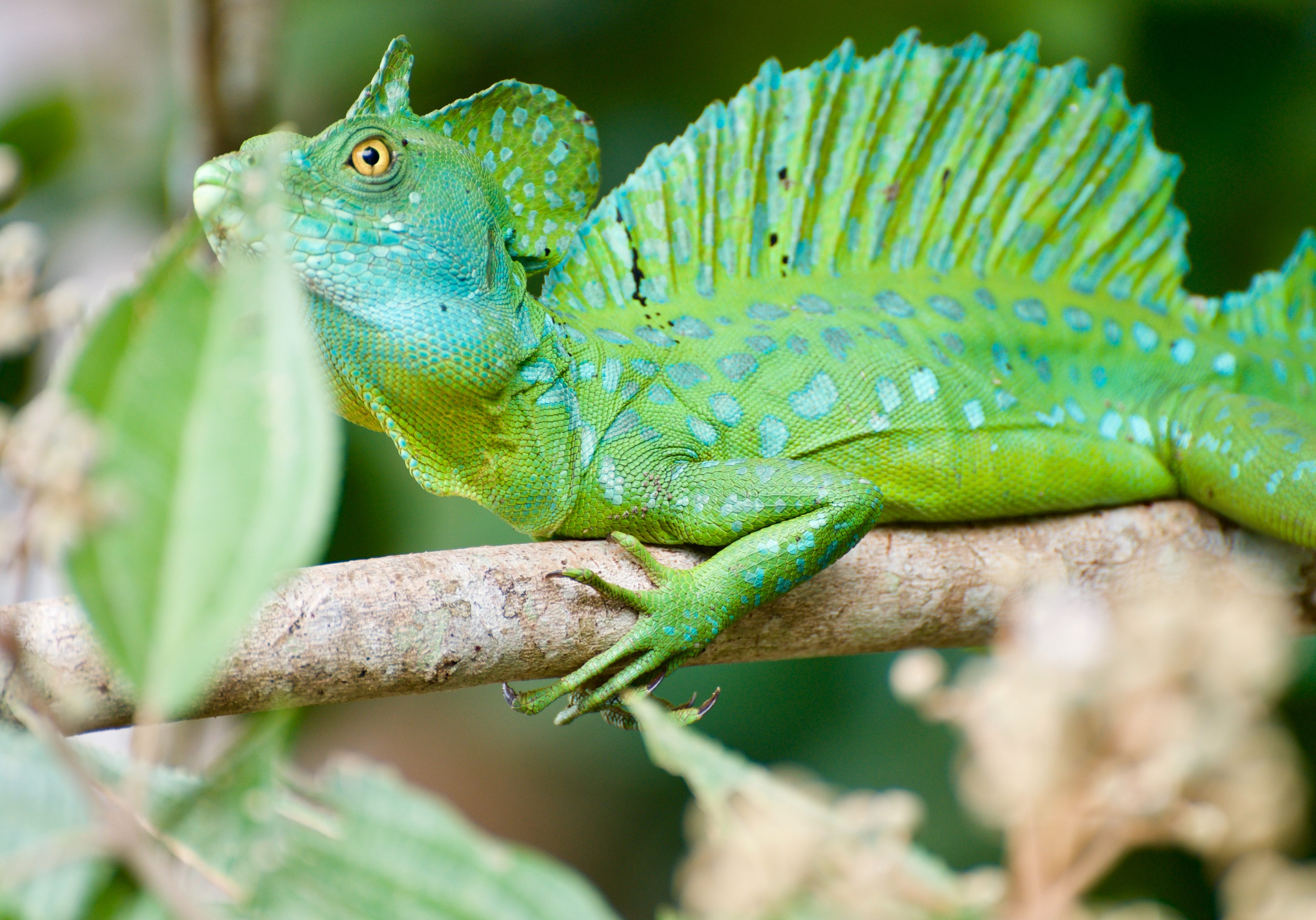 Costa Rica, green iguana near Limon