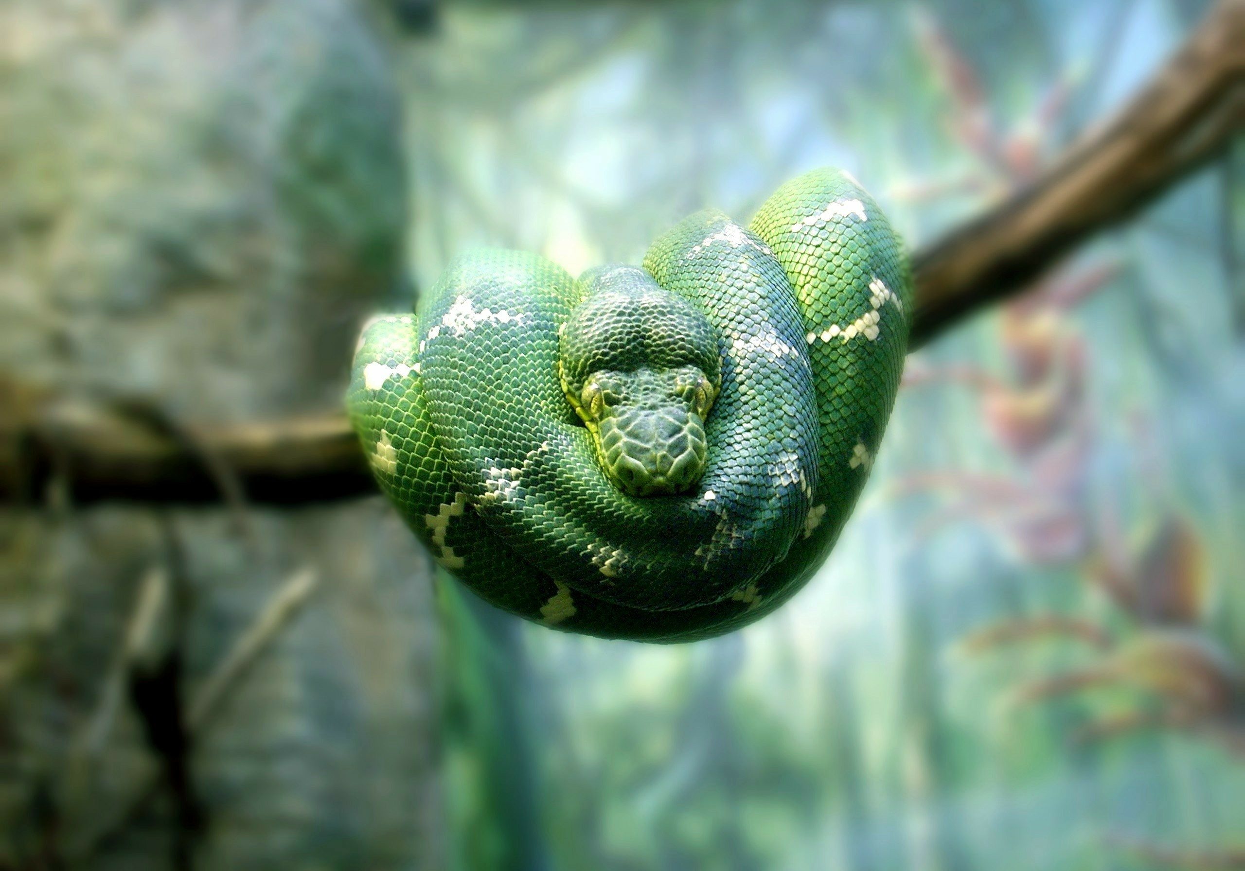 Emerald Tree Boa native to Guyana a tree dweller