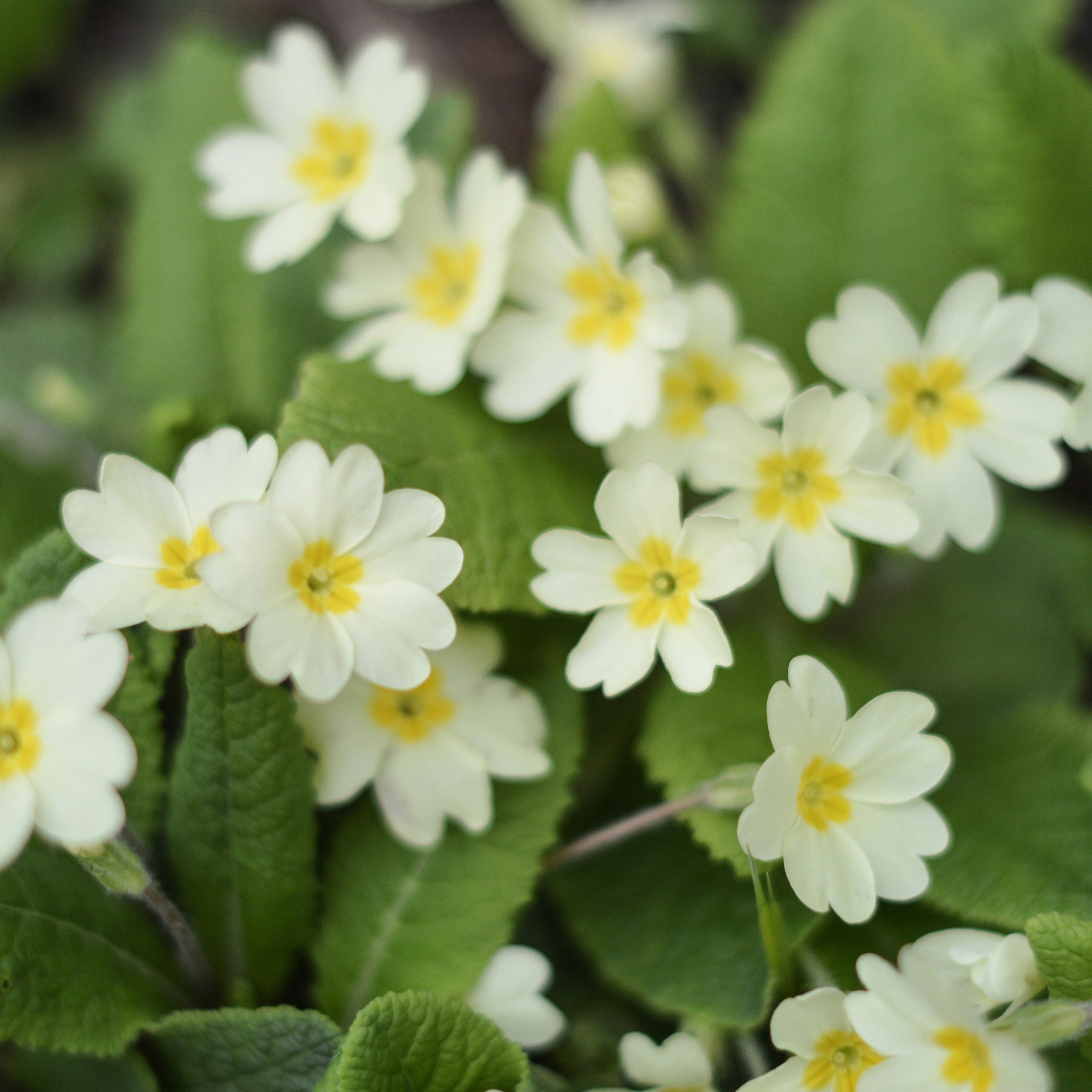 Flower, Primrose