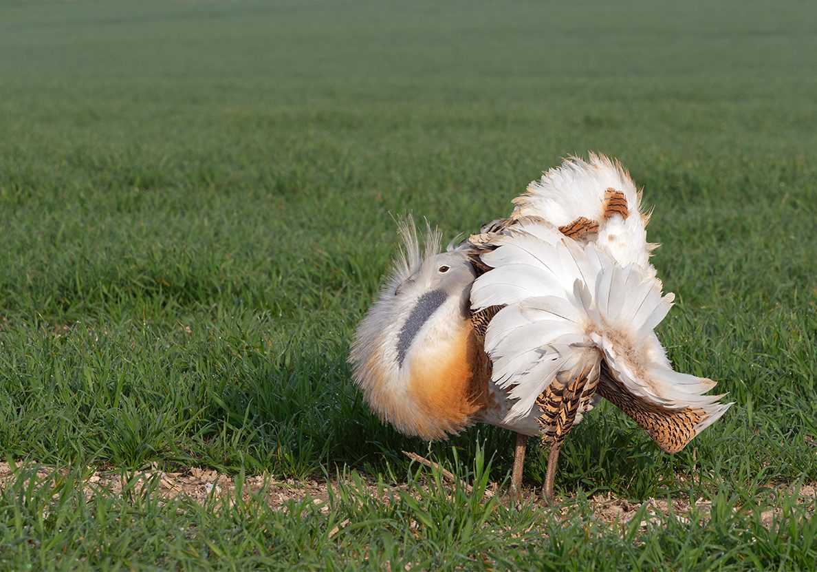 great Bustard, Wiltshire, ci=ourting, lekking