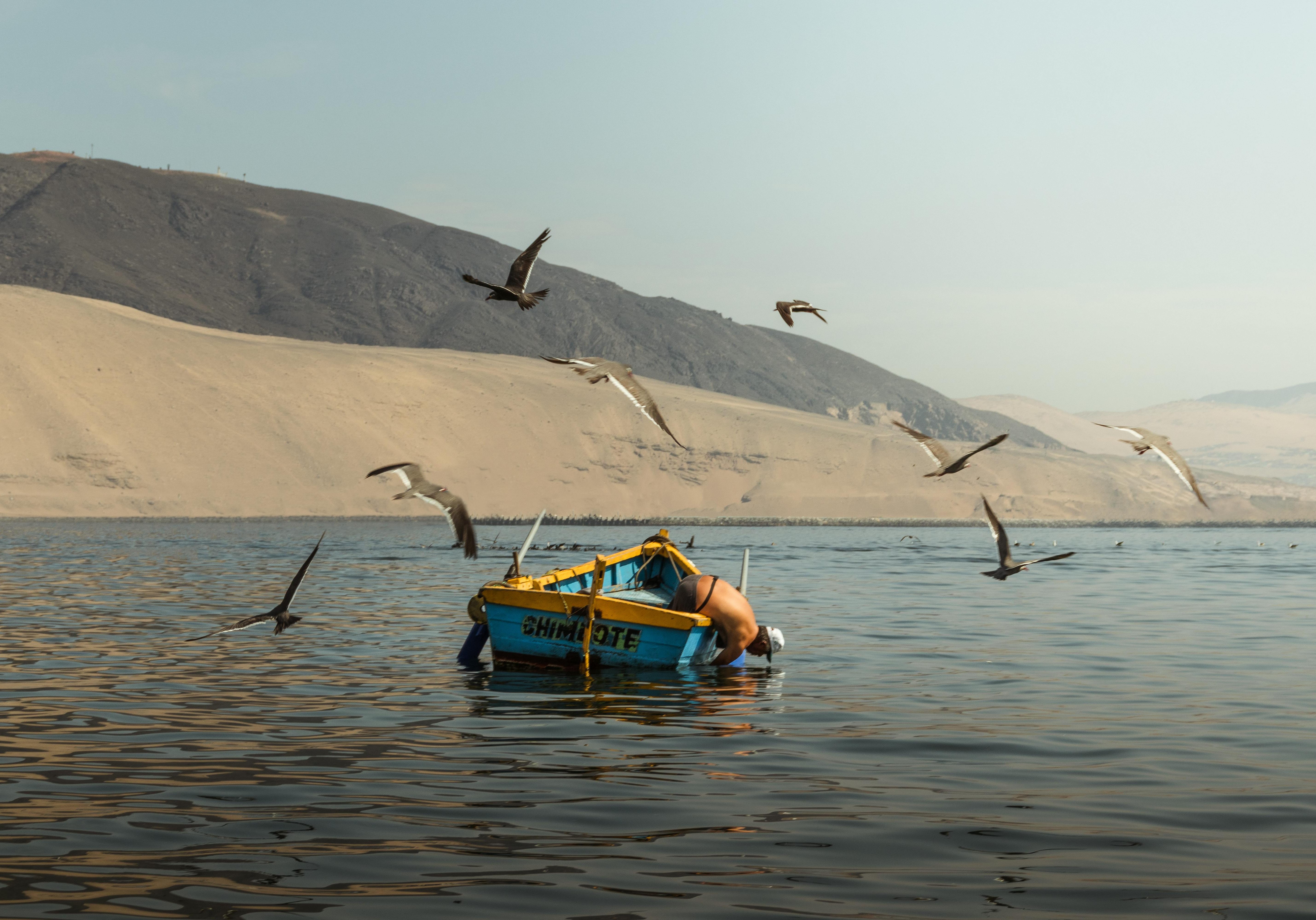 Peru, boat, seagulls