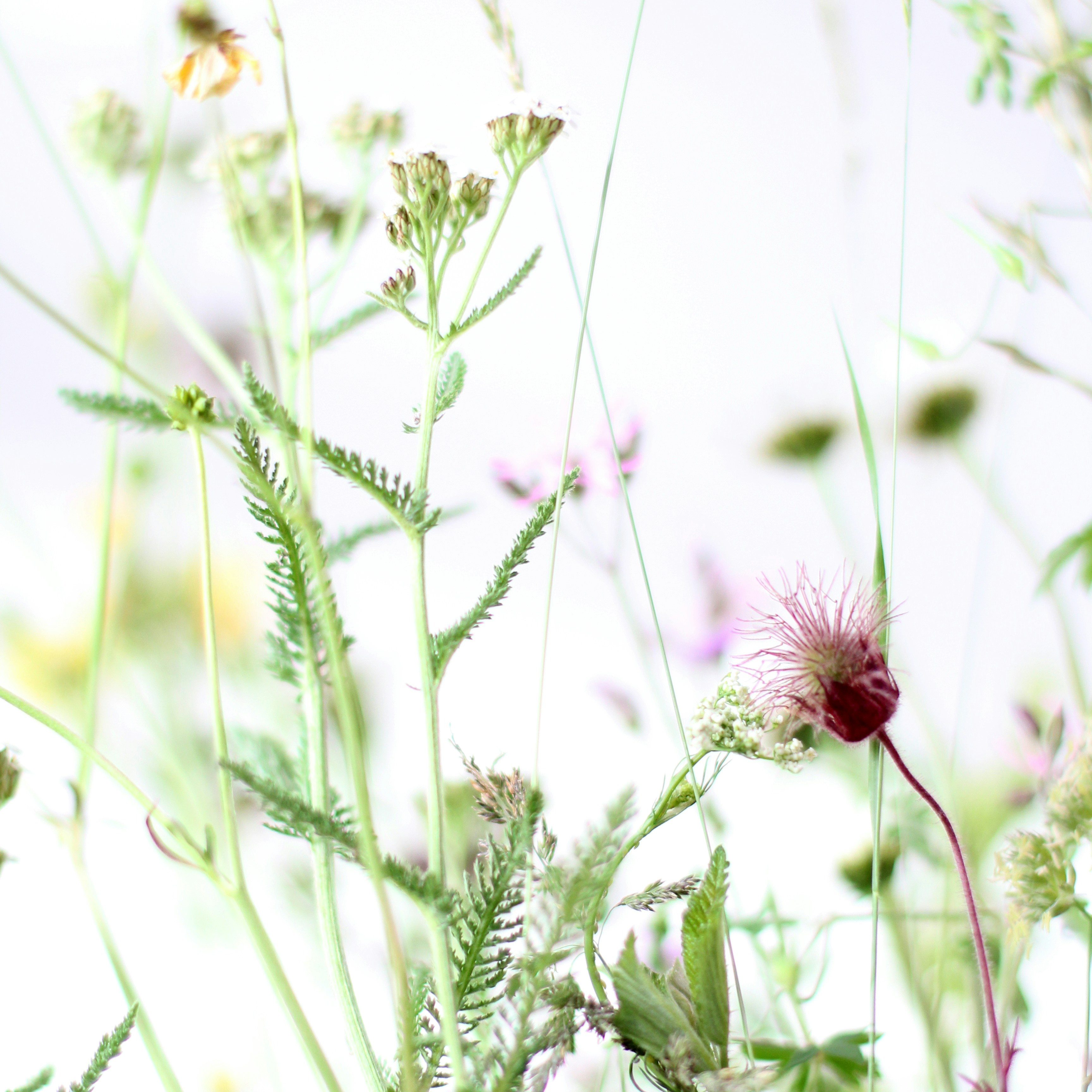 Flower, vermouth, downton, wiltshire