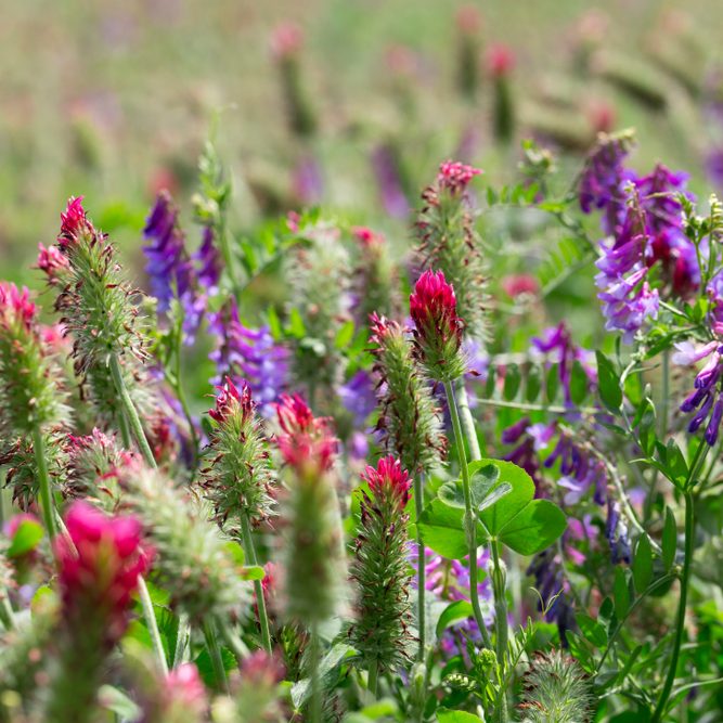 Clover, Luceren, Great Bustard, Wiltshire Downs, Downton Distillery