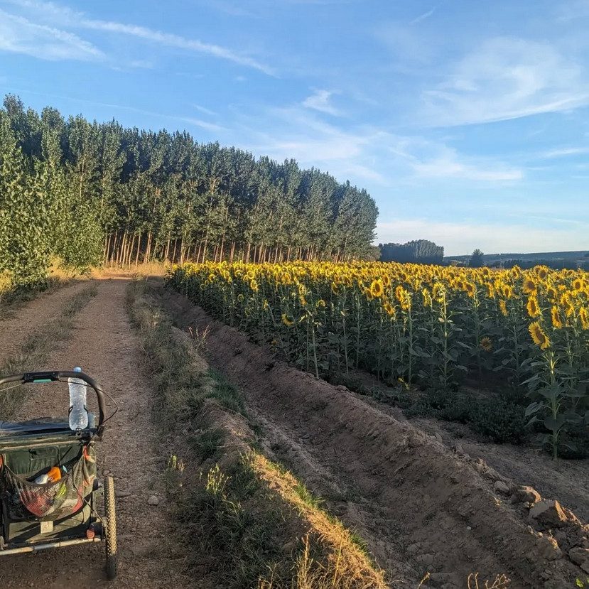 Sunflowers in the late afternoon