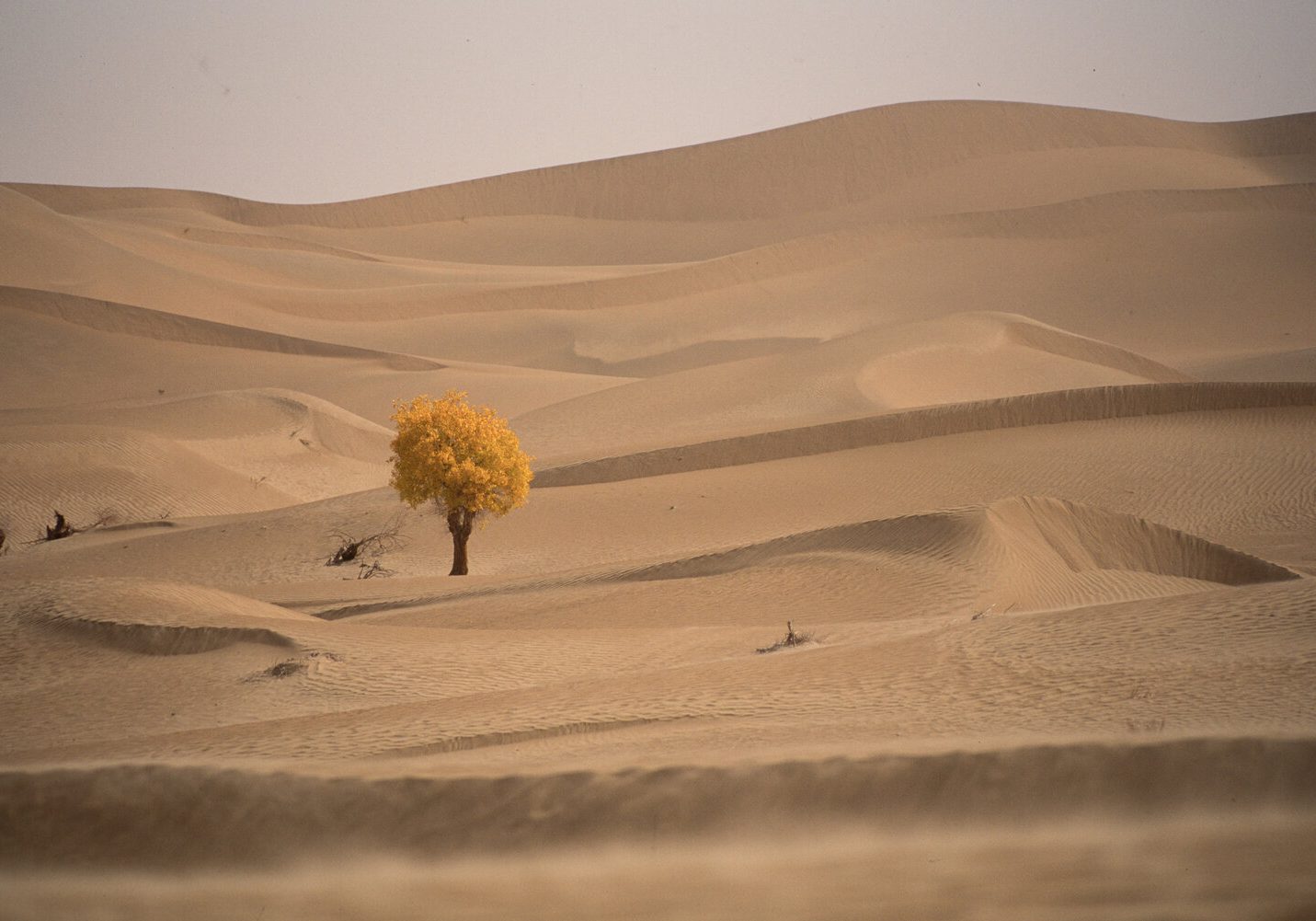 The popular tree between dunes