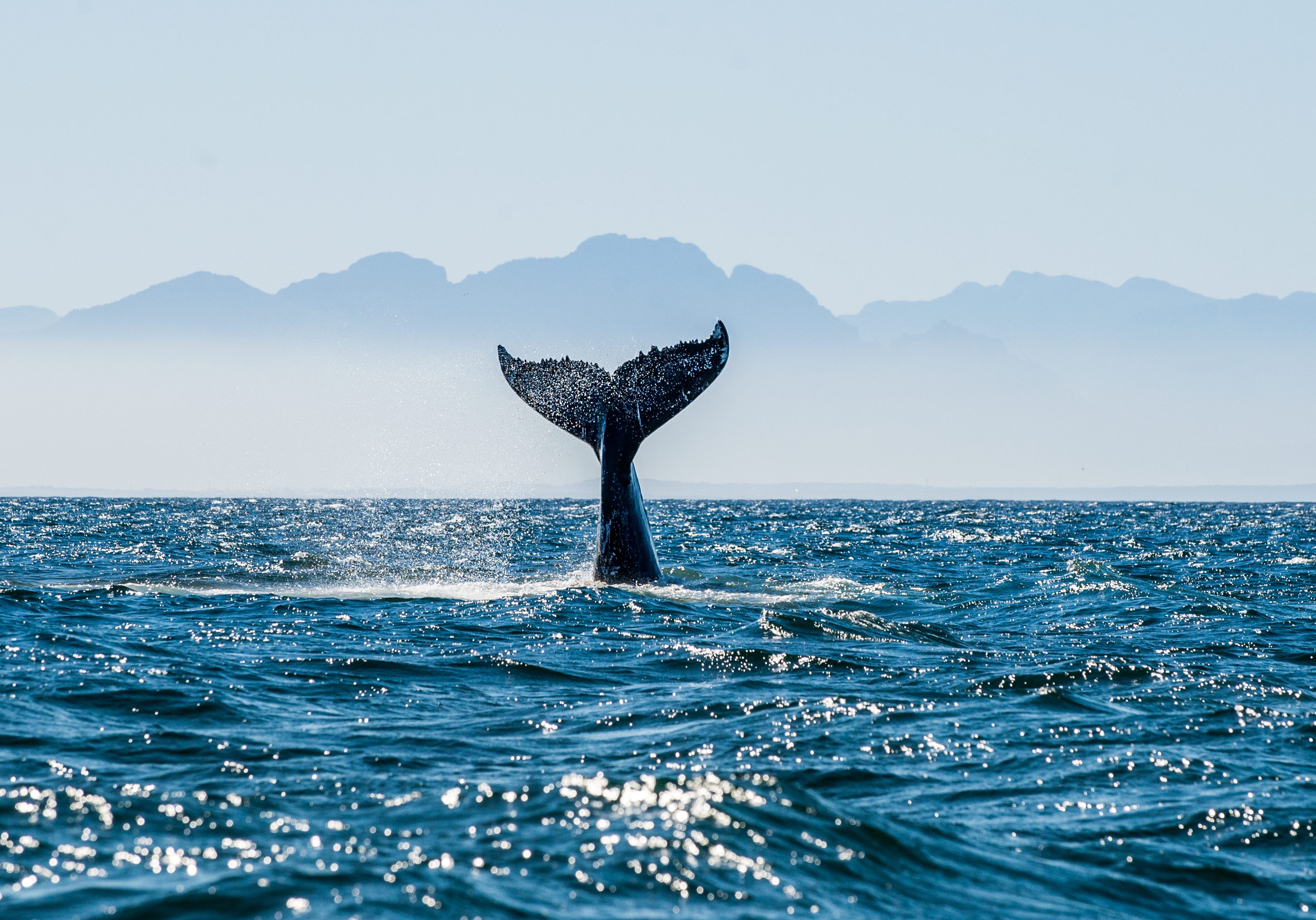 Whales, South Africa, Sunset over Kogel Bay, Western Cape, South Africa,Spirit of Adventure, Downton Distillery