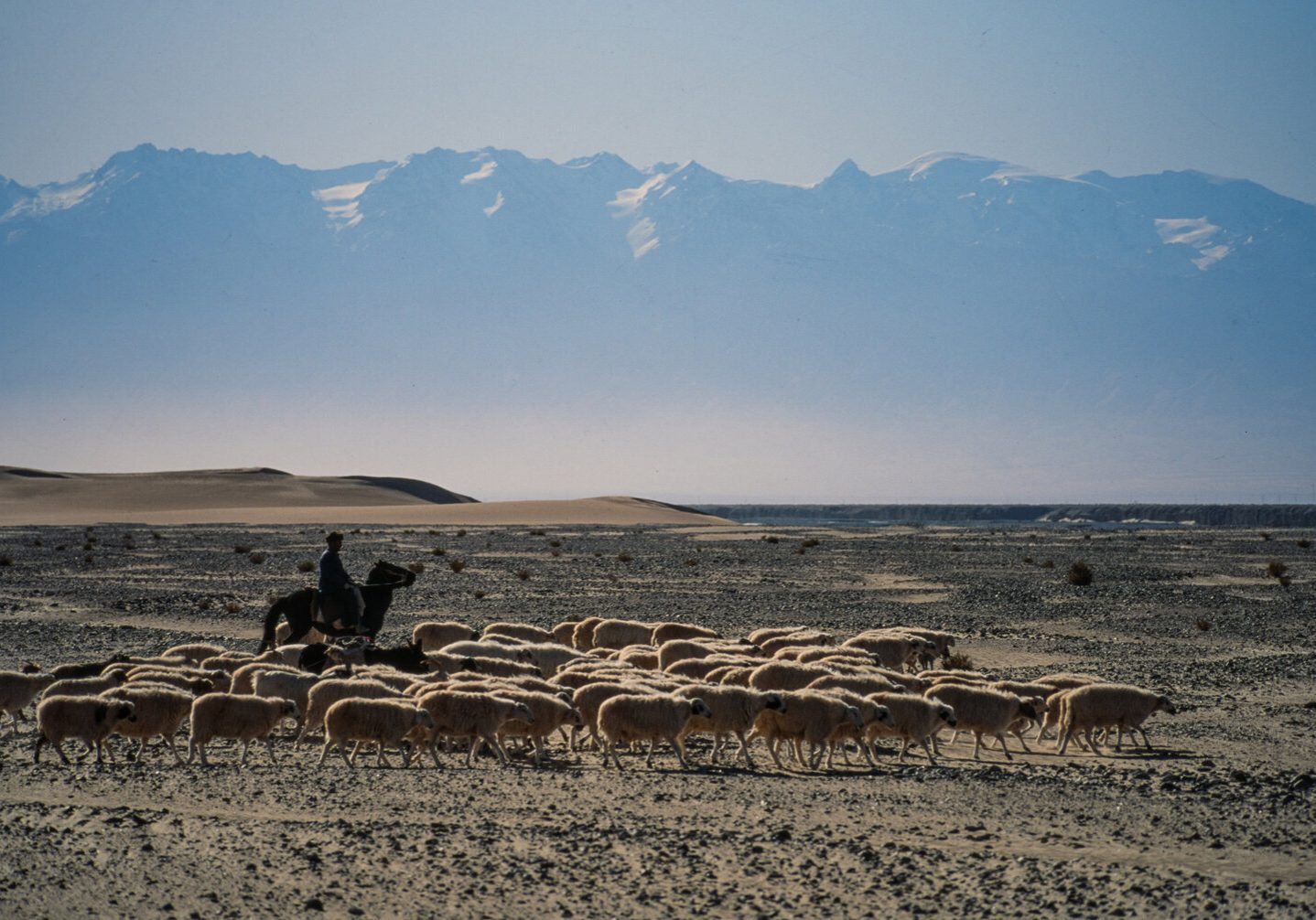 Along the Southern Silk Road a shepherd tends his flock. The Kun Lun Mountains are in the distance with Tibet on the other side of them.