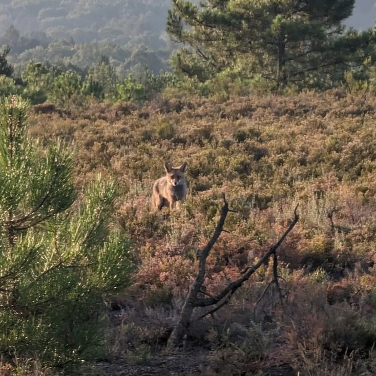 Fox, wanting brekkie in Spain