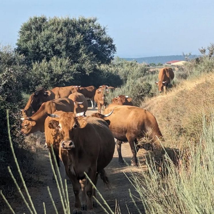 Cows, road