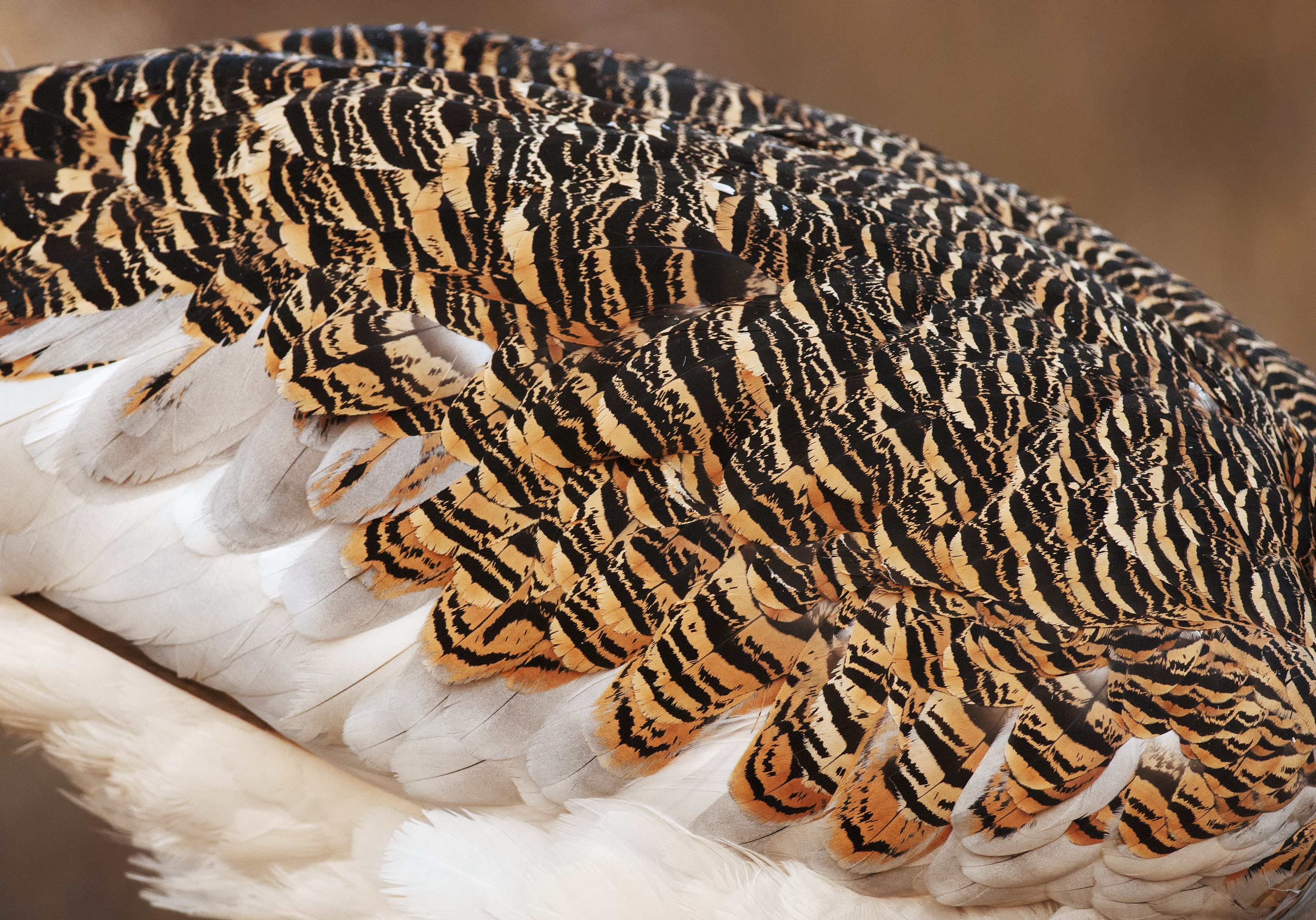 The males plummage has a tiger stripe pattern.