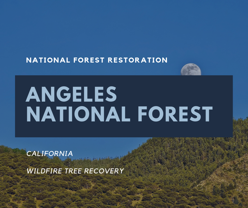 Tree Planting Locations National Forest Restoration A Living Tribute