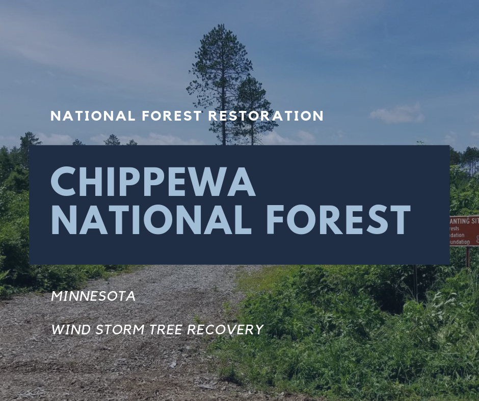 Tree Planting Locations National Forest Restoration A Living Tribute   USNF Chippewa 