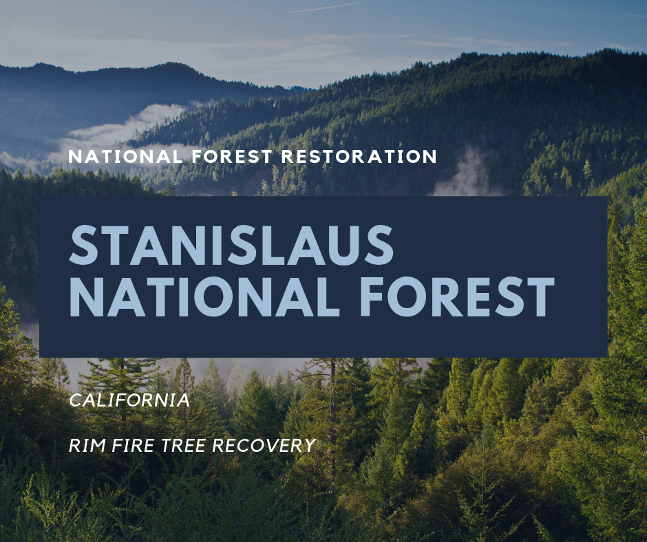 Tree Planting Locations National Forest Restoration A Living Tribute   USNF Stanislaus 