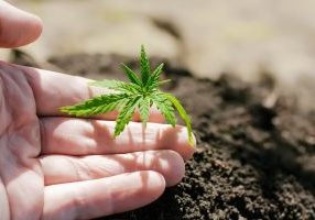 One young green cannabis seedling in hand on a blurred background with soil planted in the ground. Growing hemp