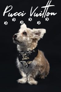 Pucci Vuitton Flyer 2 sitting-dog-portrait