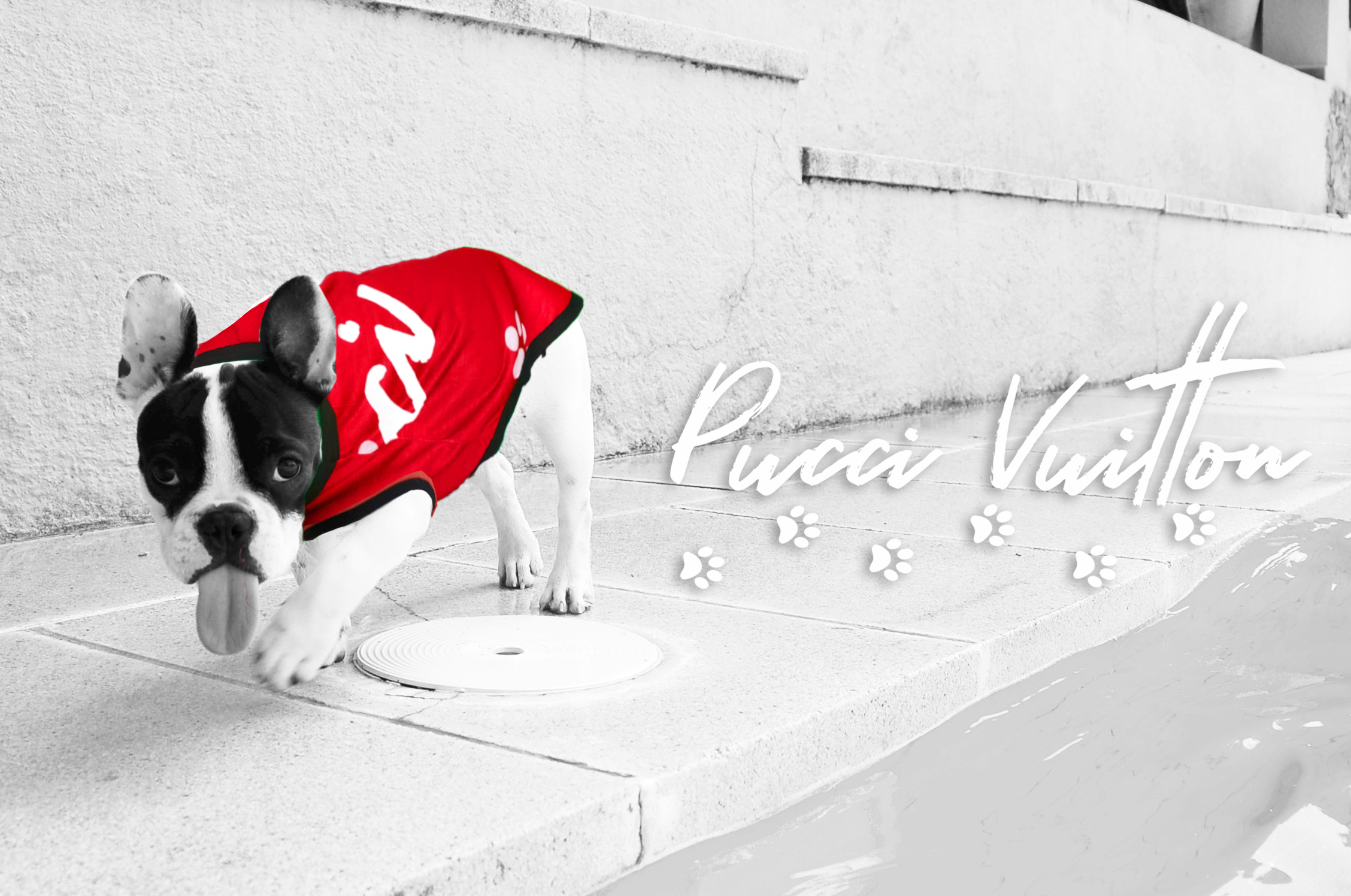 Pucci Vuitton_dog All White Party-Red-115078