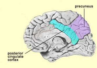 Precuneus / Posterior Cingulate Cortex
