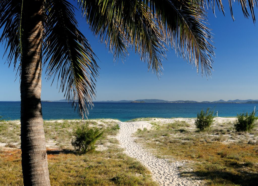 Tropical Palm With Beach And Ocean In The Background Great Keppel Island Queensland Australia