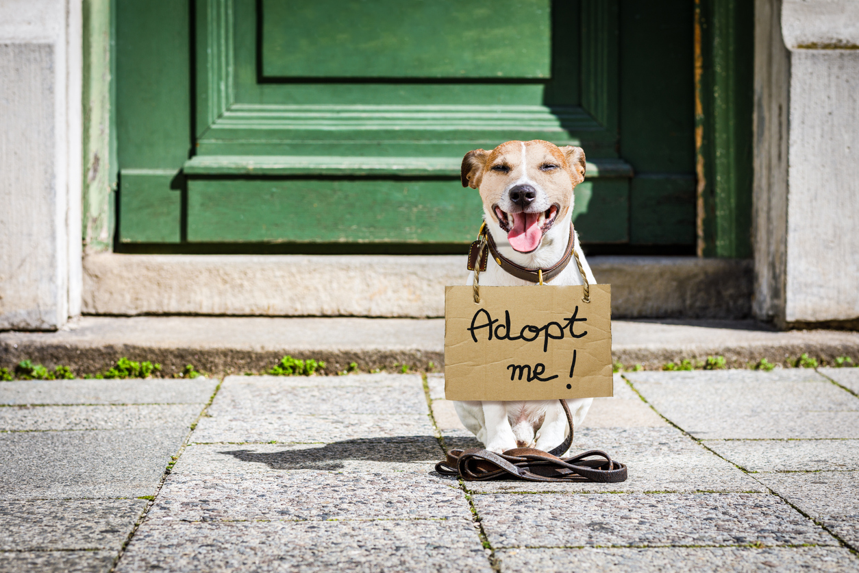 perro jack russell perdido y sin hogar con cartón colgando alrededor del cuello, abandonado en la calle, esperando ser adoptado en la puerta de casa